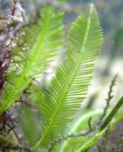 Caulerpa Sertularioides “Feather” – Gulfstream Tropical Aquarium