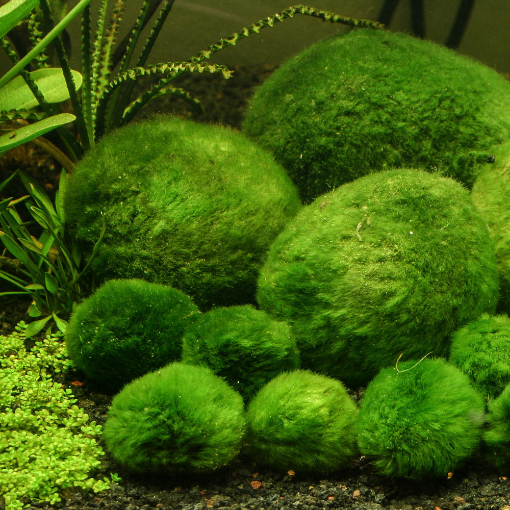 Moss Balls (Cladophora aegagropila) – Gulfstream Tropical Aquarium